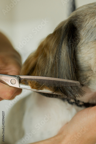 dog grooming