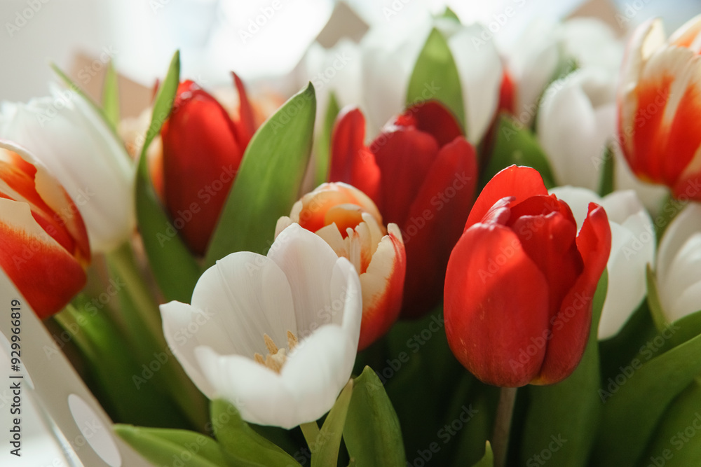 Celebration of Beauty: Tulips in Close-up as a Gift for March 8th Celebration of Beauty: Tulips in Close-up as a Gift for March 8th