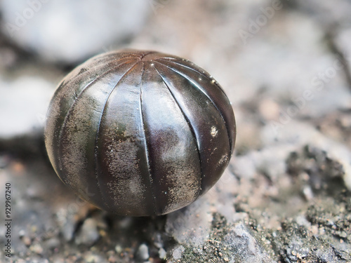 Фотография Pill millipede millipedes for Indra, an avid forest cleaner