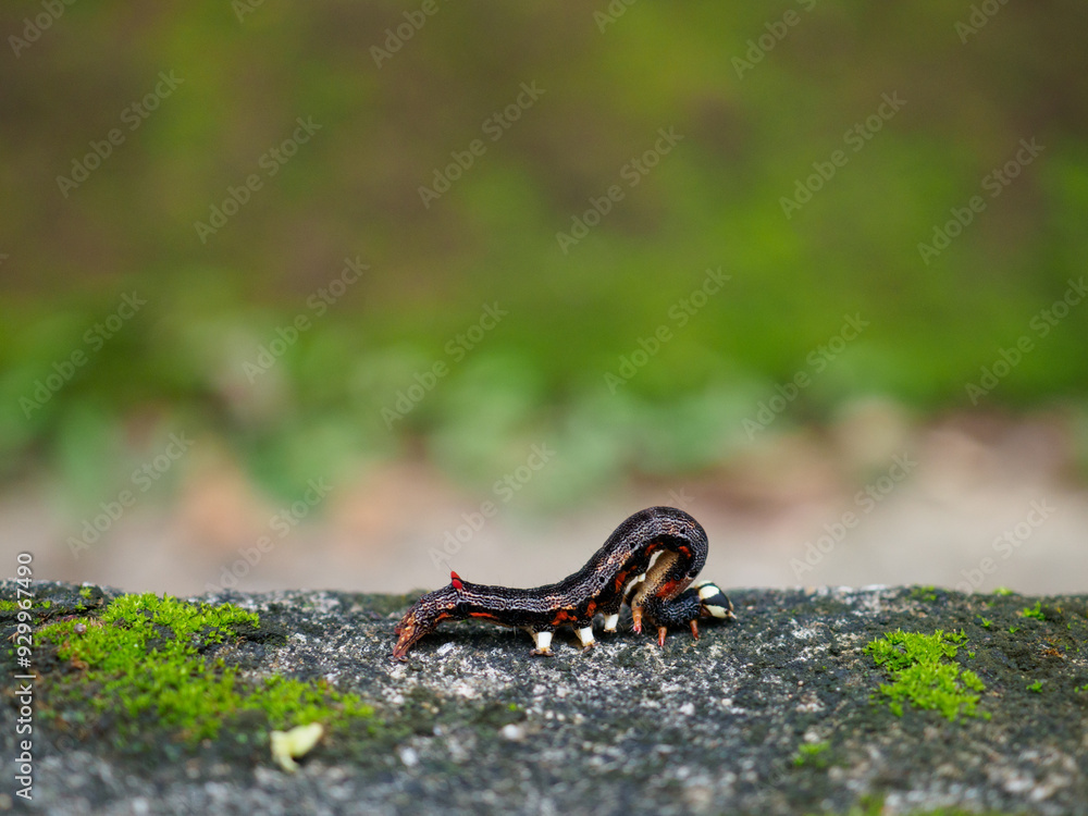 Caterpillars crawl on stones and moss.