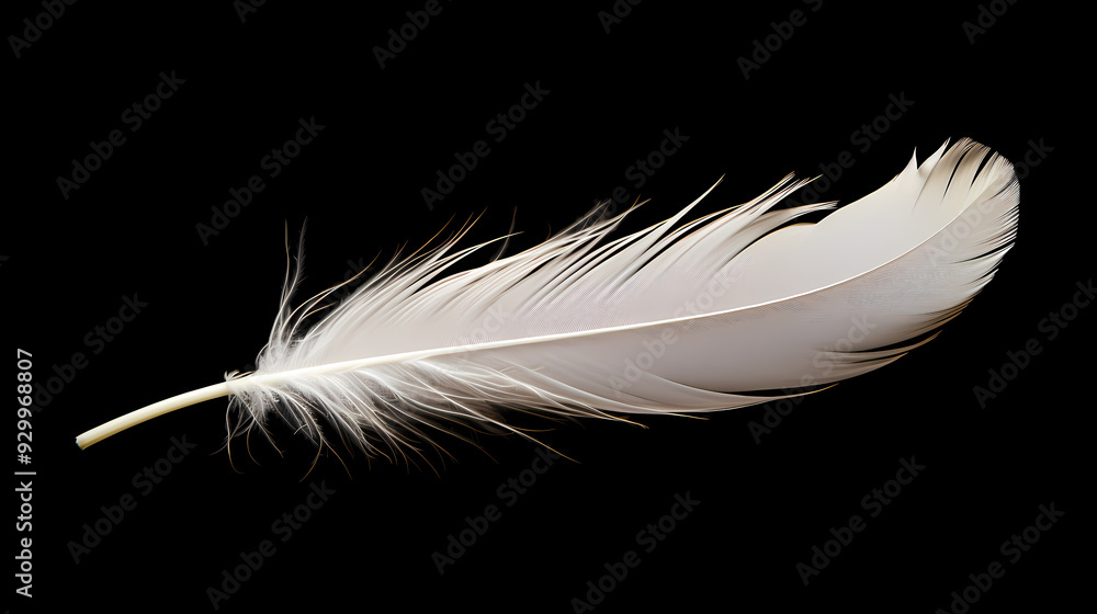Obraz premium White feathers black background simple design
