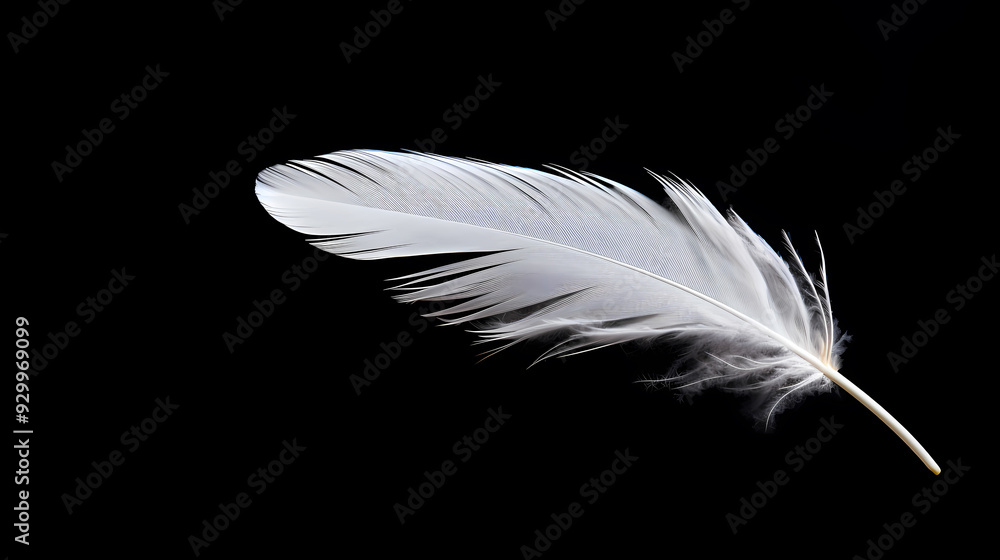 Obraz premium White feathers black background simple design
