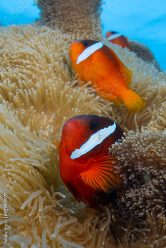 Fiji Anemonefish swimming anemone above healthy coral reef - Amphiprion barberi - Scuba diving in the Rainbow Reef Fiji