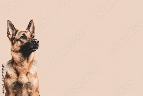 A German Shepherd sits gracefully, looking off to the side with an attentive expression on a smooth background. photo