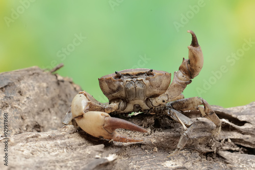 A field crab shows an expression ready to attack. This animal has the scientific name Parathelphusa convexa.  photo