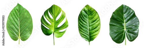 Set of Green Tropical Leaves