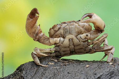 A field crab shows an expression ready to attack. This animal has the scientific name Parathelphusa convexa.  photo