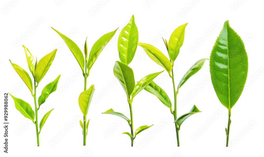Fototapeta premium Green Tea Leaves in Different Stages
