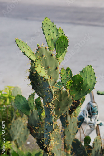 Opantia is a plant in the cactus family. Which has an unusual appearance that looks similar to a leaf. Plants that grow well in South America