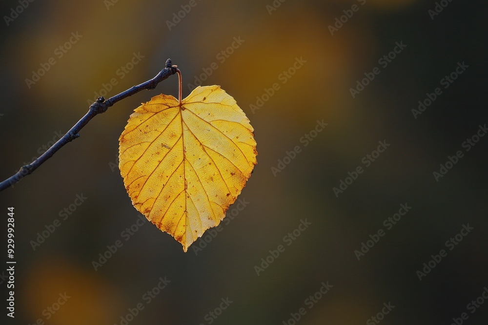 Obraz premium Single yellow leaf hanging from branch in autumn