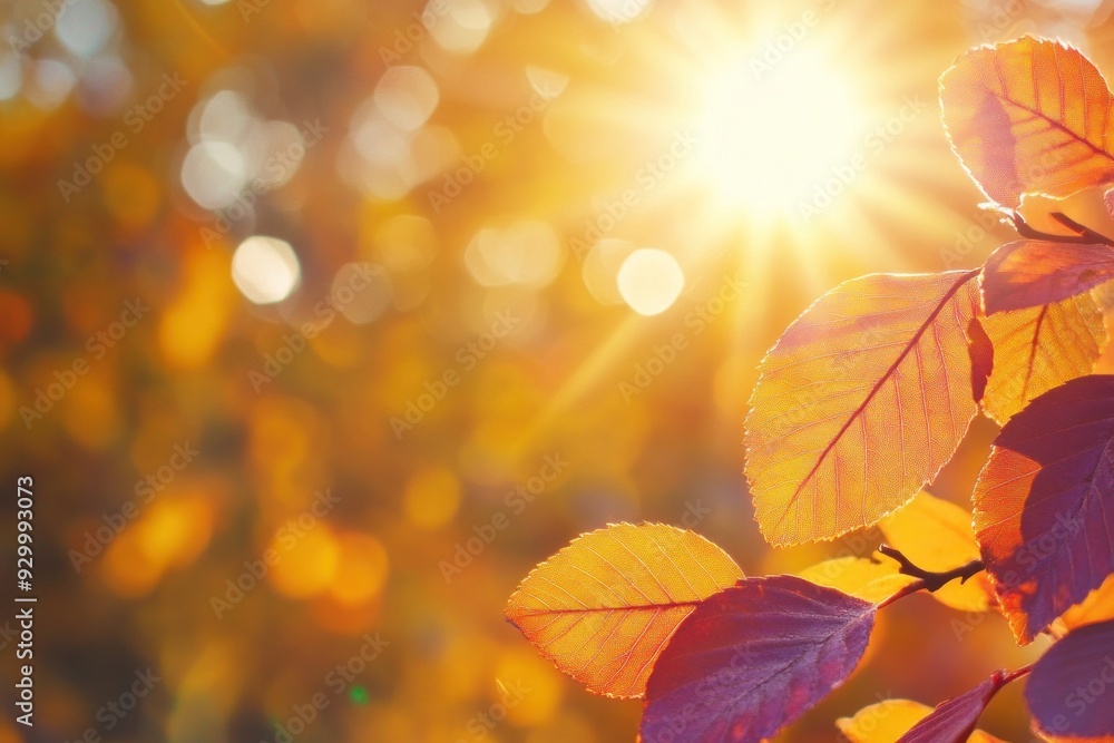 Sun shining through colorful autumn leaves Sun shining through colorful autumn leaves