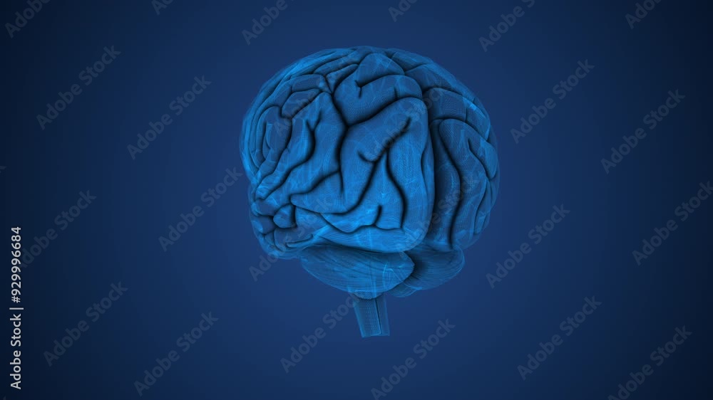 Anatomical structure of the human brain Anatomical structure of the human brain