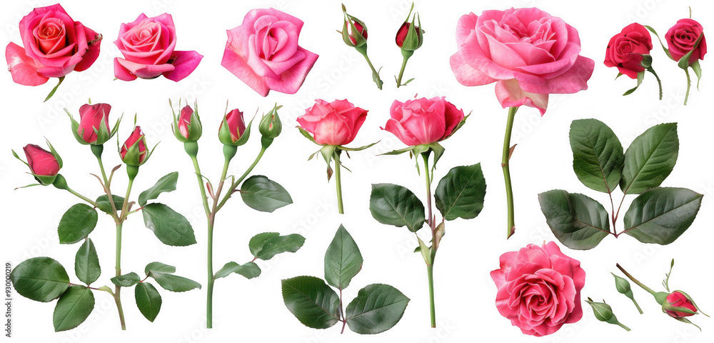 Variety of Pink Rose Flowers and Buds Variety of Pink Rose Flowers and Buds