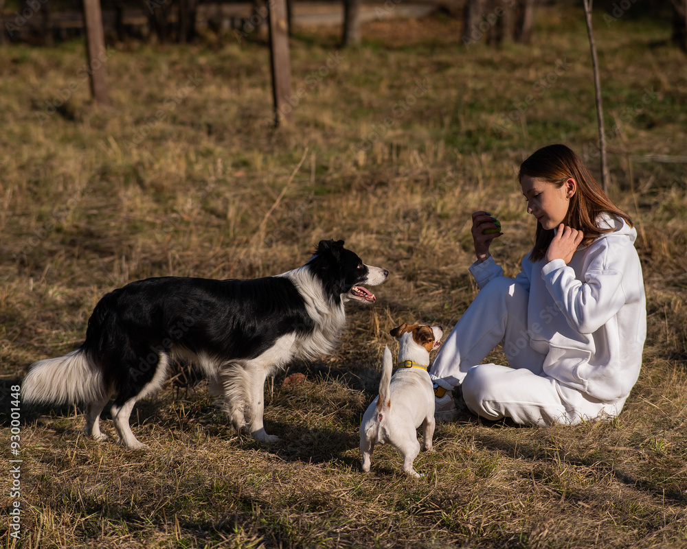 Caucasian young woman training two dogs of border collie and jack russell terrier breeds in autumn park. Caucasian young woman training two dogs of border collie and jack russell terrier breeds in autumn park.