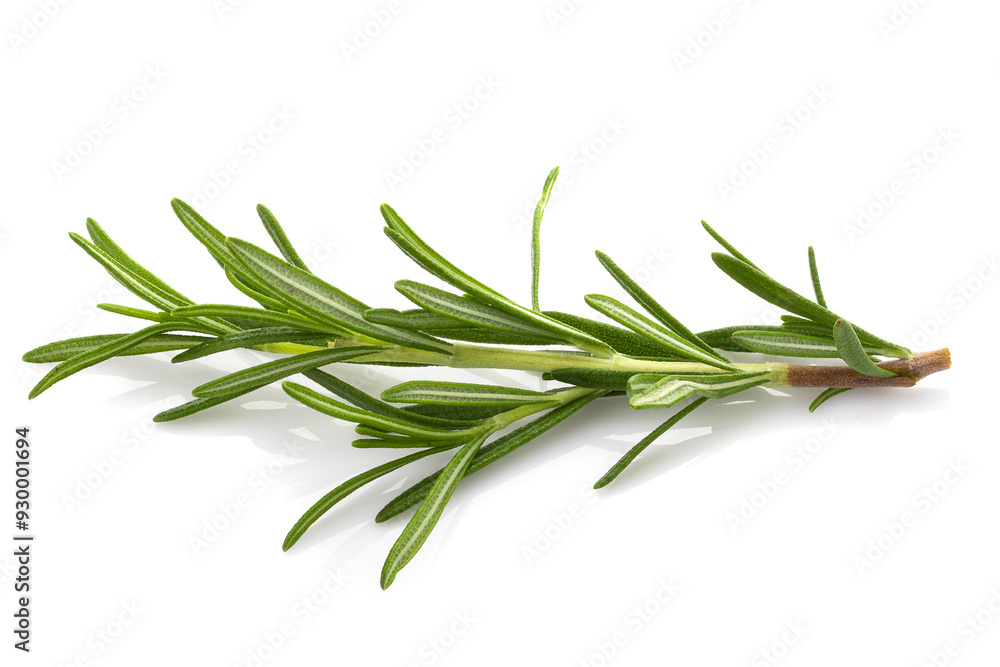 Rosemary leaf herbal is spices isolated on a white background. Rosemary leaf herbal is spices isolated on a white background.