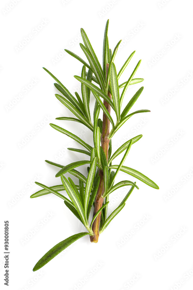 Rosemary leaf herbal is spices isolated on a white background. Rosemary leaf herbal is spices isolated on a white background.