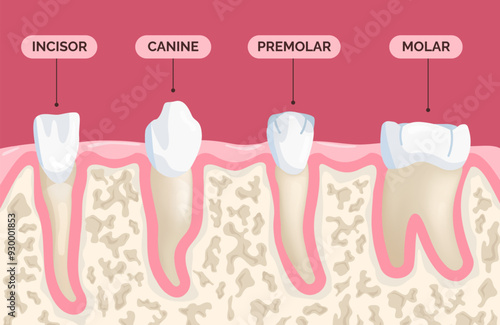 Teeth types. Human teeths type medical banner, molar premolar incisor canine tooth root mouth oral anatomy dental hygiene orthodontist educational poster vector illustration