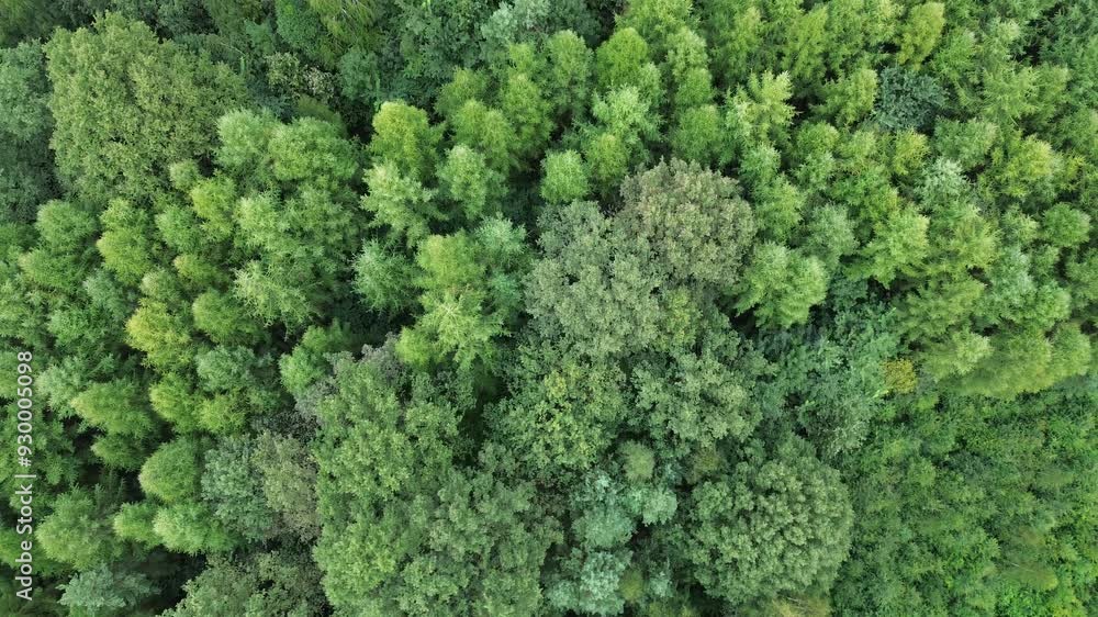 Overhead view of treetops from above Overhead view of treetops from above