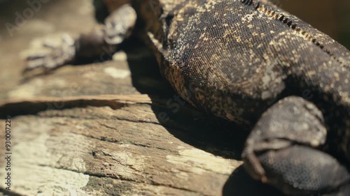 Wallpaper Mural Large lizards in the rainforest jungle of a tropical country  Torontodigital.ca