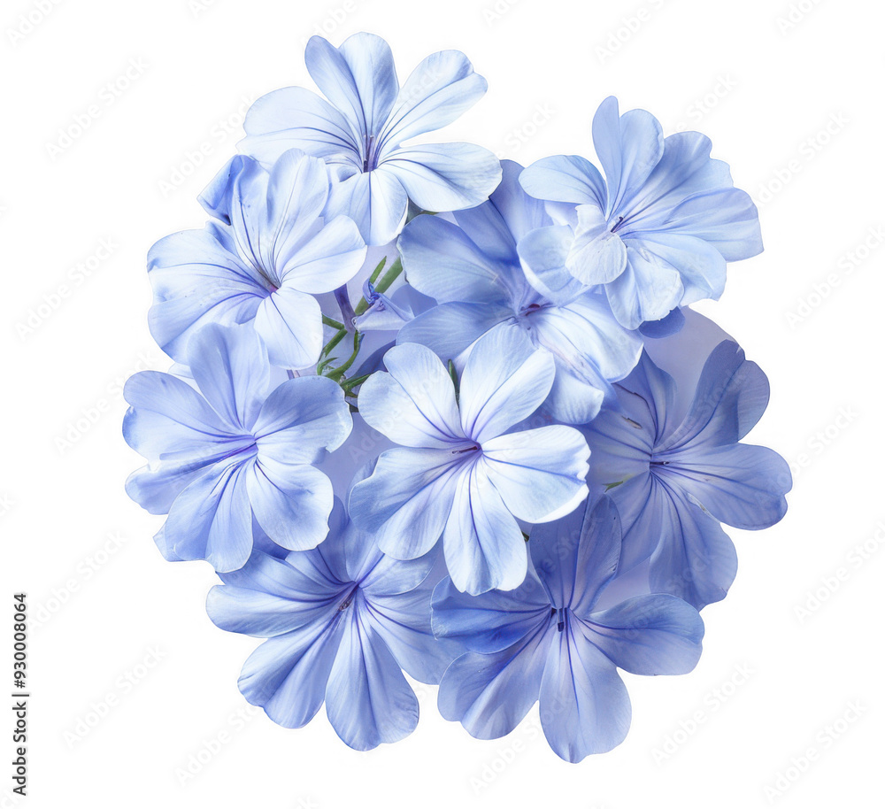 Light Blue Plumbago Flowers Light Blue Plumbago Flowers