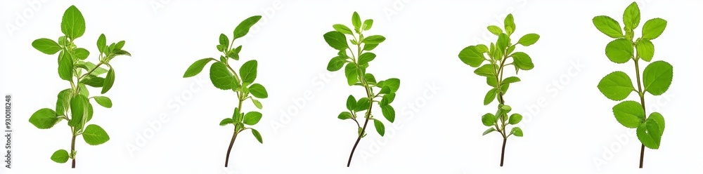 The PNG set includes an isolated oregano leaf and a transparent background The PNG set includes an isolated oregano leaf and a transparent background