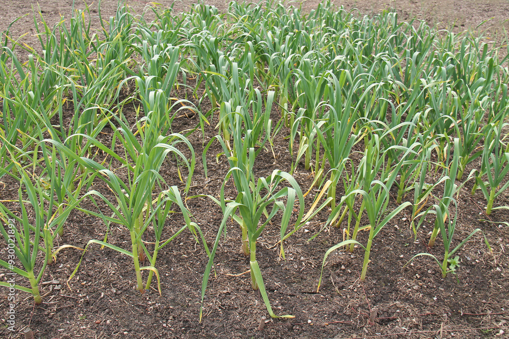 A Crop of Garlic Plants in a Vegetable Garden Plot. A Crop of Garlic Plants in a Vegetable Garden Plot.