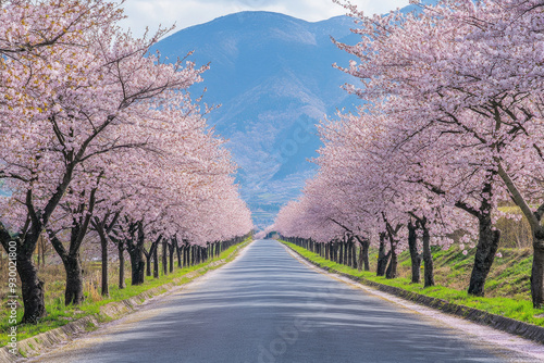 Cherry Blossoms in Full Bloom Along a Serene Road