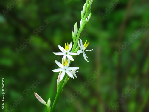 Chlorophytum glaucum flowers. known as Chlorophytum nepalense  or Nepal Chlorophytum. photo