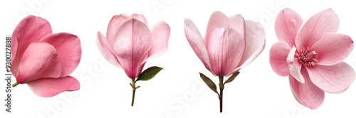 A bouquet of pink  blooming in spring, isolated on a white background