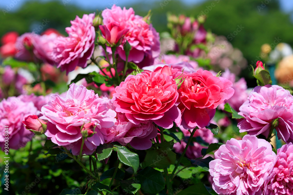 A rose with a strong raspberry scent A rose with a strong raspberry scent
