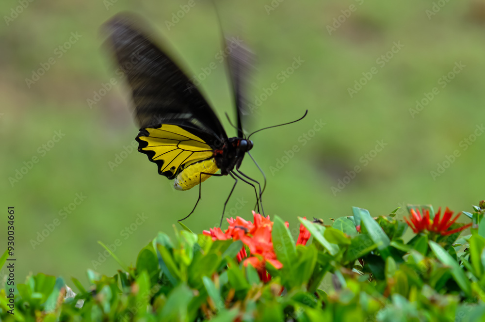 Troides helena sits on a flower. Macro photo of a butterfly Troides helena sits on a flower. Macro photo of a butterfly