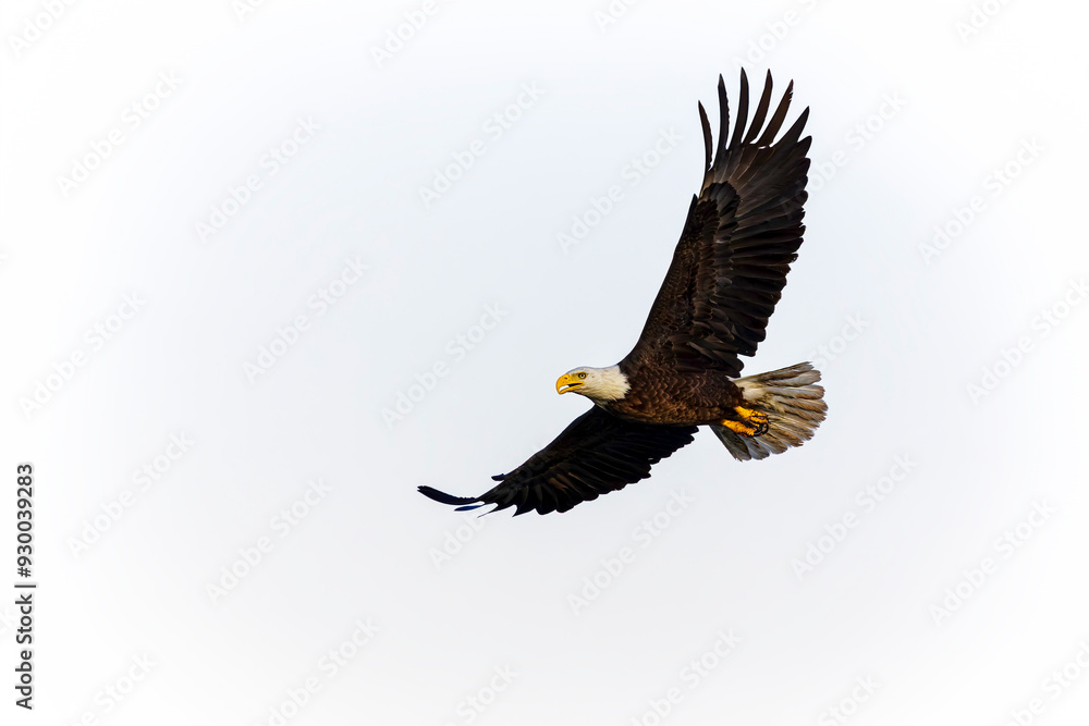 The bald eagle (Haliaeetus leucocephalus) in flight. It is a bird of prey found in North America The bald eagle (Haliaeetus leucocephalus) in flight. It is a bird of prey found in North America