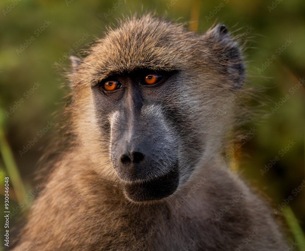 A portrait of a baboon in Kruger National Park A portrait of a baboon in Kruger National Park