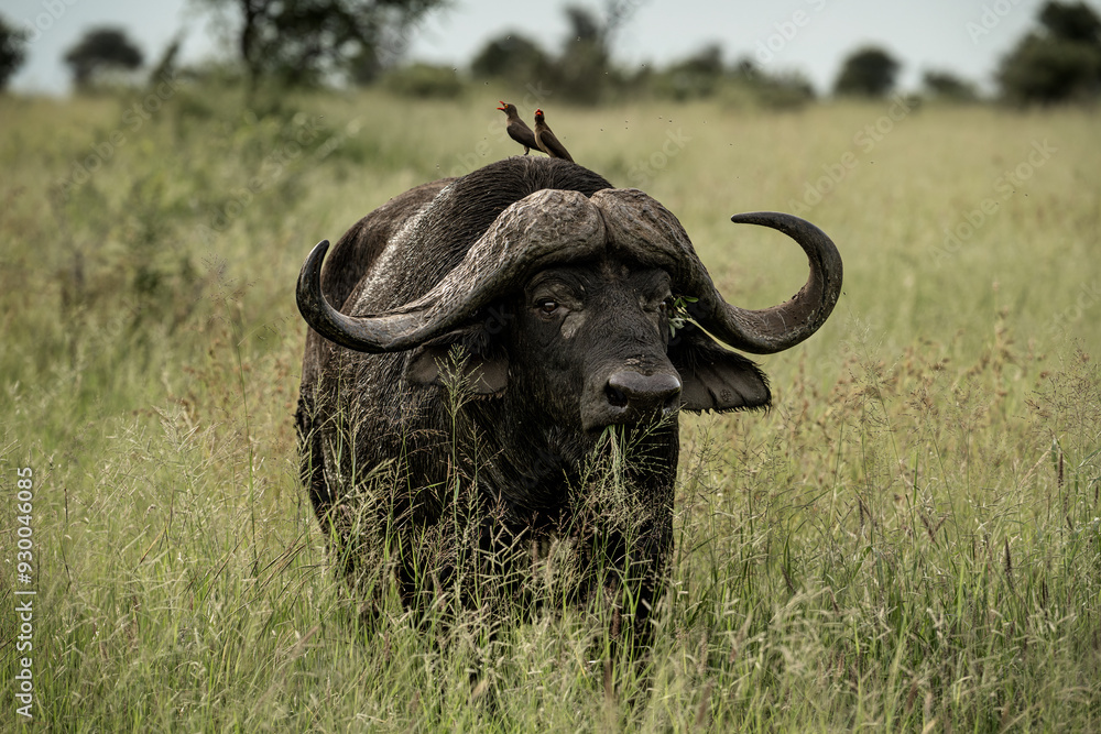 A buffalo standing in the bush in Kruger National Park, South Africa A buffalo standing in the bush in Kruger National Park, South Africa
