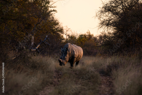 A white rhino in Ukhozi Nature Reserve, South Africa, South Africa at sunset
