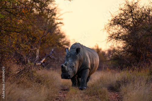 A white rhino in Ukhozi Nature Reserve, South Africa, South Africa at sunset
