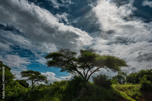 Natural vegetation in Kruger National Park, South Africa
