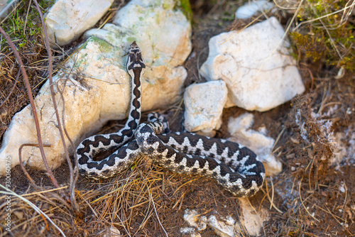 A viper snake in the dried grass next to a stone trying to reach the top of the stone photo