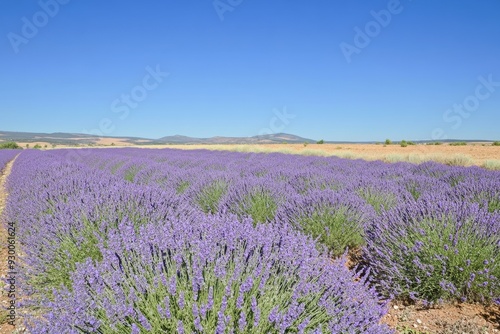 Expansive lavender field in foreground with distant mountains and clear blue sky, showcasing a picturesque rural landscape