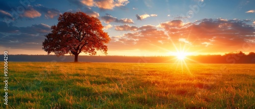  A expansive grassy expanse houses a solitary tree Sun rays permeate cloud cover in the background
