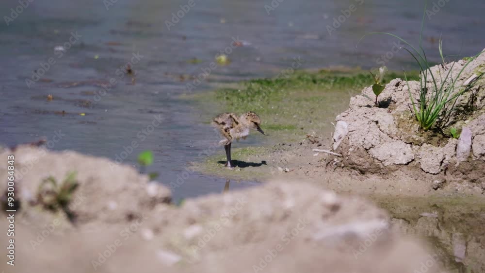 Newborn Black-winged Stilts, wader in the Avocet and Stilt family Recurvirostridae in a Swamp Newborn Black-winged Stilts, wader in the Avocet and Stilt family Recurvirostridae in a Swamp