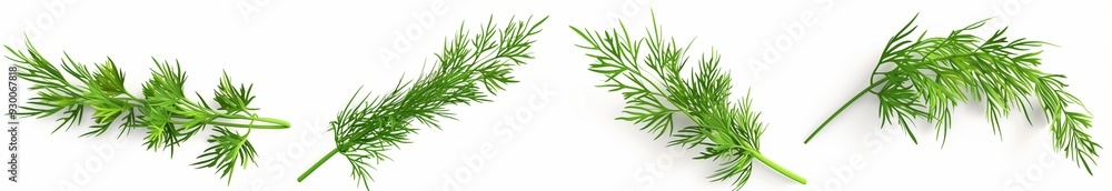 3D render of fresh dill sprigs, arranged in various poses and expressions on a white background 3D render of fresh dill sprigs, arranged in various poses and expressions on a white background