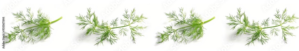 A set of realistic dill sprigs isolated on a white background, in different angles and different positions. A set of realistic dill sprigs isolated on a white background, in different angles and different positions.