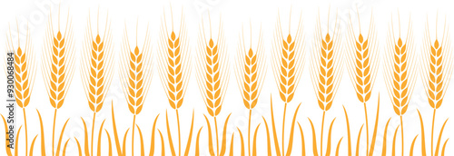 Field with wheat. Isolated wheat on white background