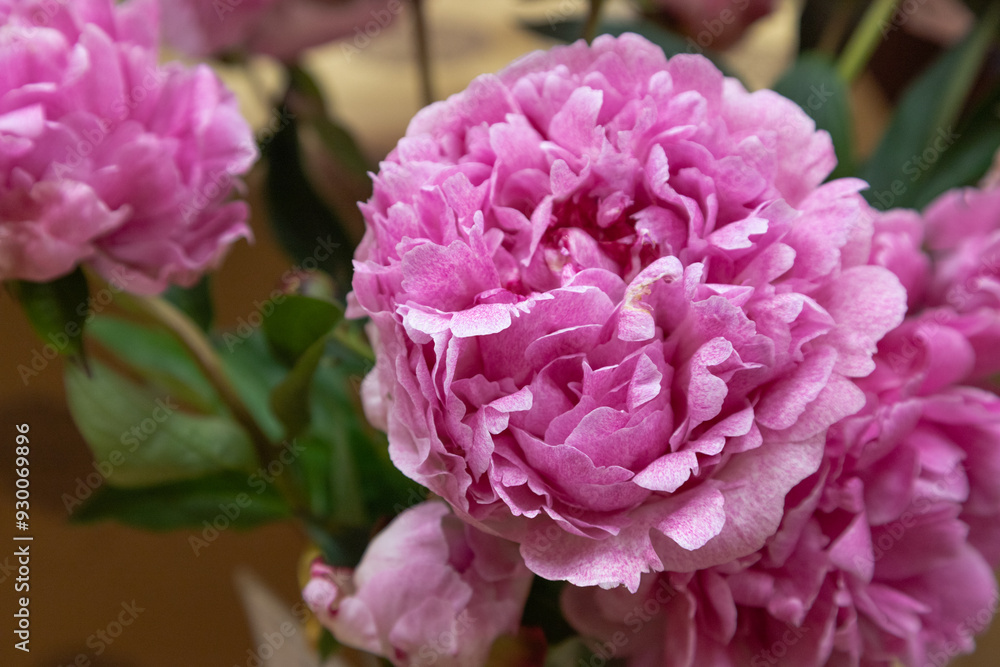 beautiful pink purple peony The Fawn flower. Closeup. Blurred background beautiful pink purple peony The Fawn flower. Closeup. Blurred background