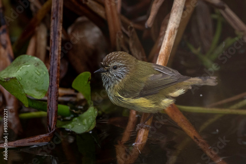 Striated Thornbill (Acanthiza lineata), Narooma, NSW, June 2024 photo