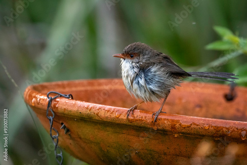 Superb fairy-wren (Malurus cyaneus) female, Narooma, NSW, June 2024 photo