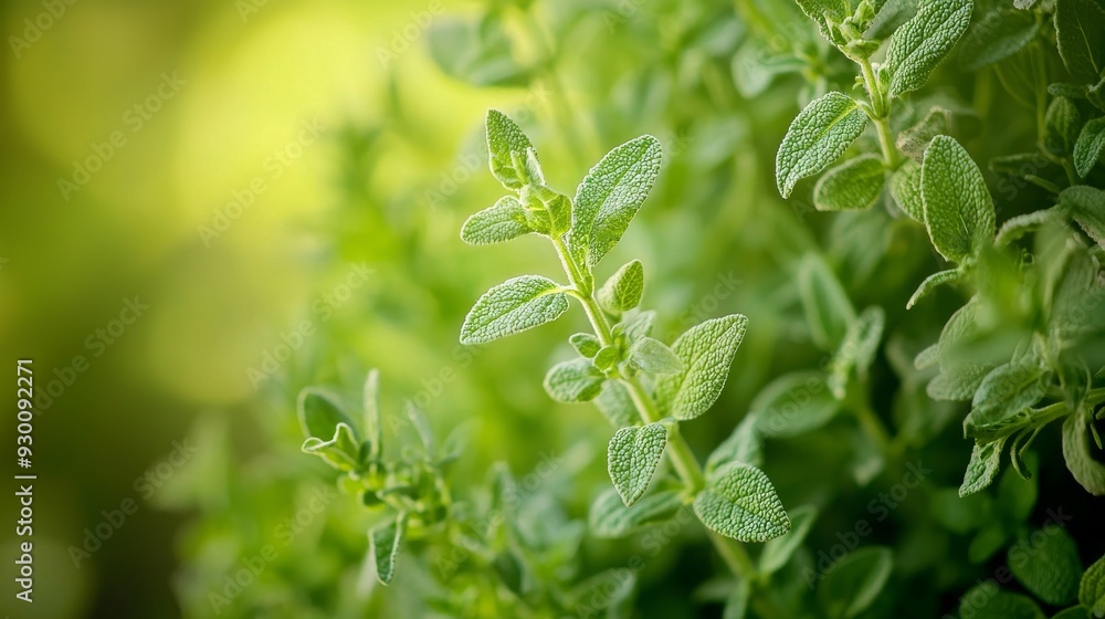 Close-up of Fresh Sage Herb in a Lush Green Garden with Bokeh Effect Close-up of Fresh Sage Herb in a Lush Green Garden with Bokeh Effect