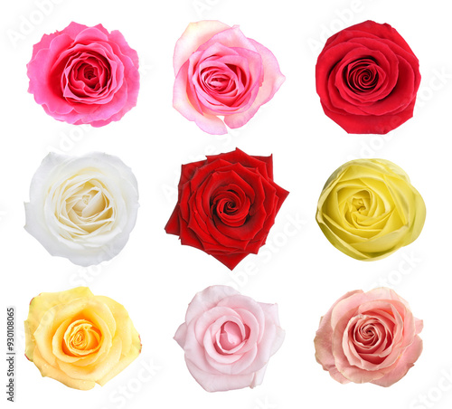 Many beautiful roses isolated on white, set