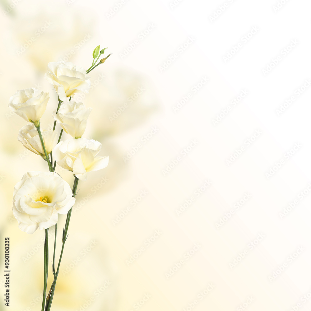 Beautiful white Eustoma flowers on color gradient background, space for text Beautiful white Eustoma flowers on color gradient background, space for text